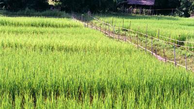 Parue dans : Nong Khai