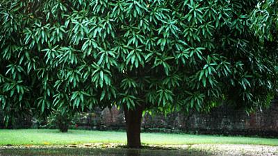 Parue dans : Sukhothai