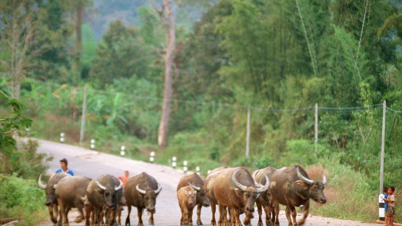 Parue dans : Umphang
