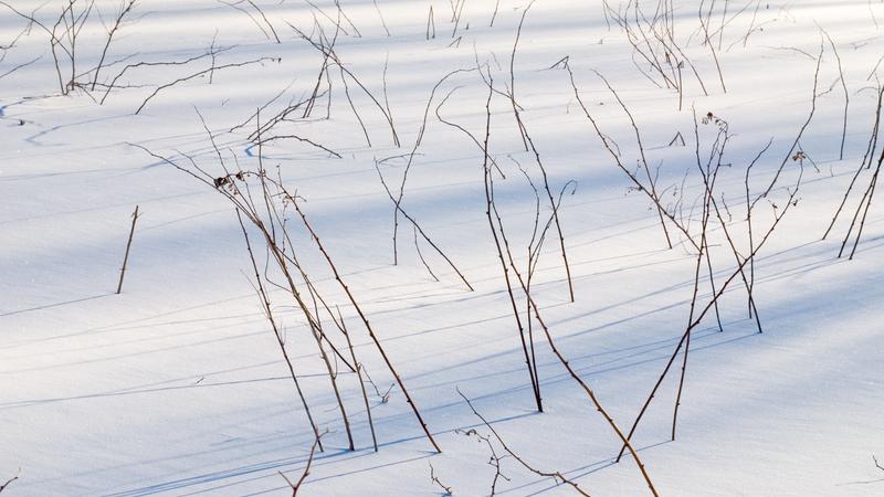 Parue dans : Le parc du Bic, l'hiver