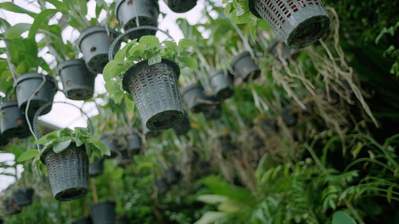 Parue dans : Les marchés de Bangkok