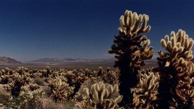 Parue dans : Les déserts de Californie