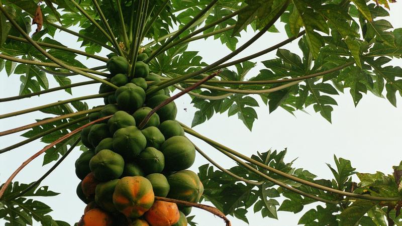 Parue dans : Umphang