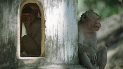 Parue dans : Phetchaburi