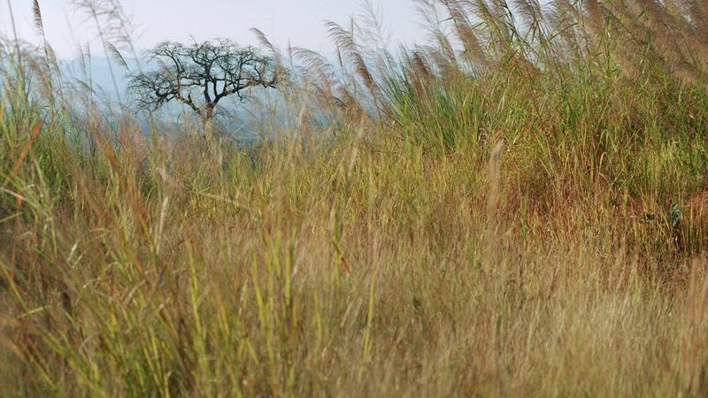 Parue dans : Umphang