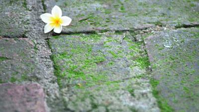 Parue dans : Phetchaburi