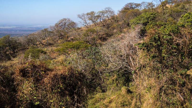 Parue dans : Volcan Telica
