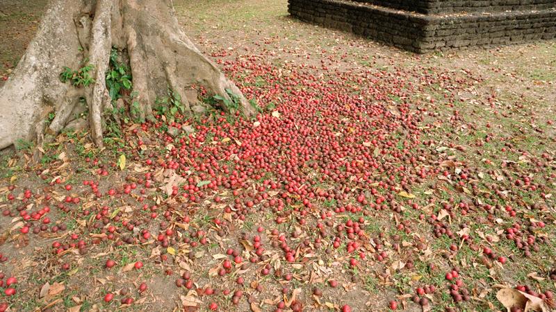 Parue dans : Kamphaeng Phet