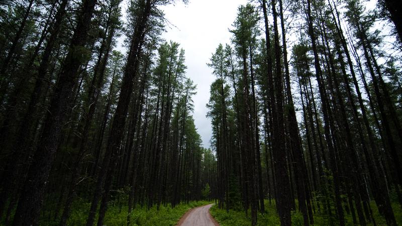 Parue dans : La véloroute des Bleuets