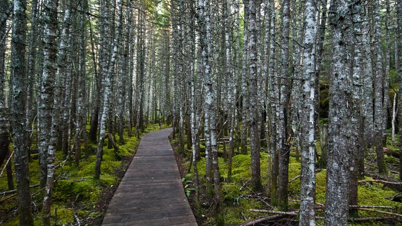 Parue dans : Côte-Nord