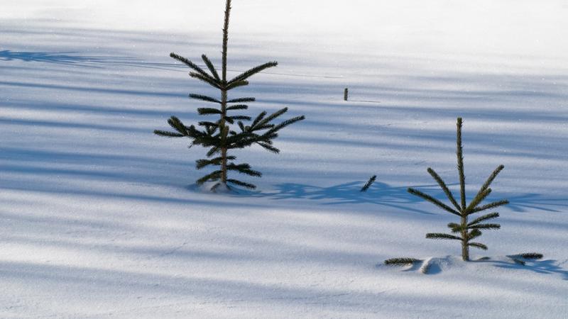 Parue dans : Le parc du Bic, l'hiver