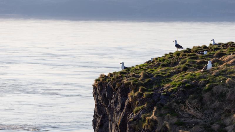 Parue dans : Cape Split