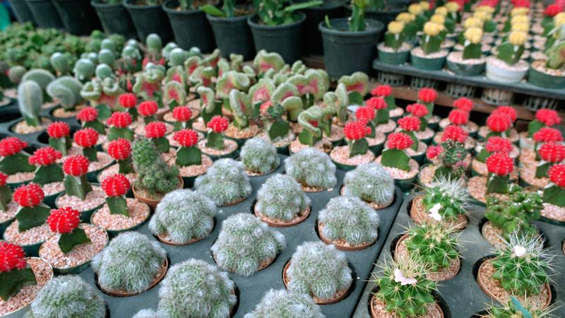 Parue dans : Les marchés de Bangkok