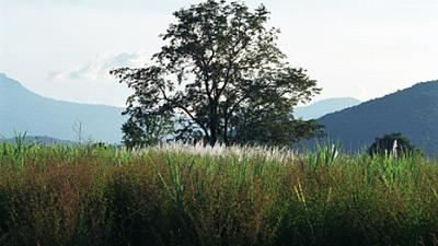 Parue dans : Sukhothai