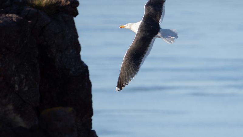 Parue dans : Cape Split