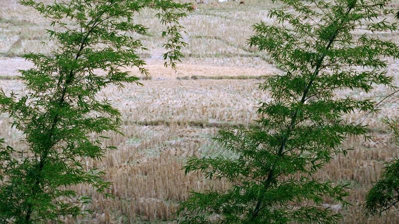 Parue dans : Umphang
