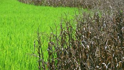 Parue dans : Phitsanulok