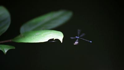 Parue dans : Kanchanaburi