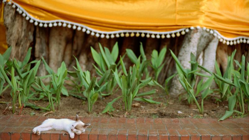Parue dans : Les temples de Bangkok