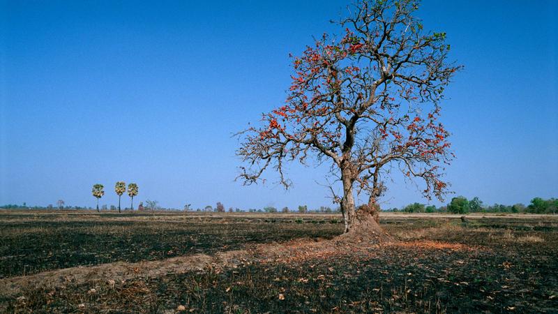 Parue dans : Plateau de Khorat