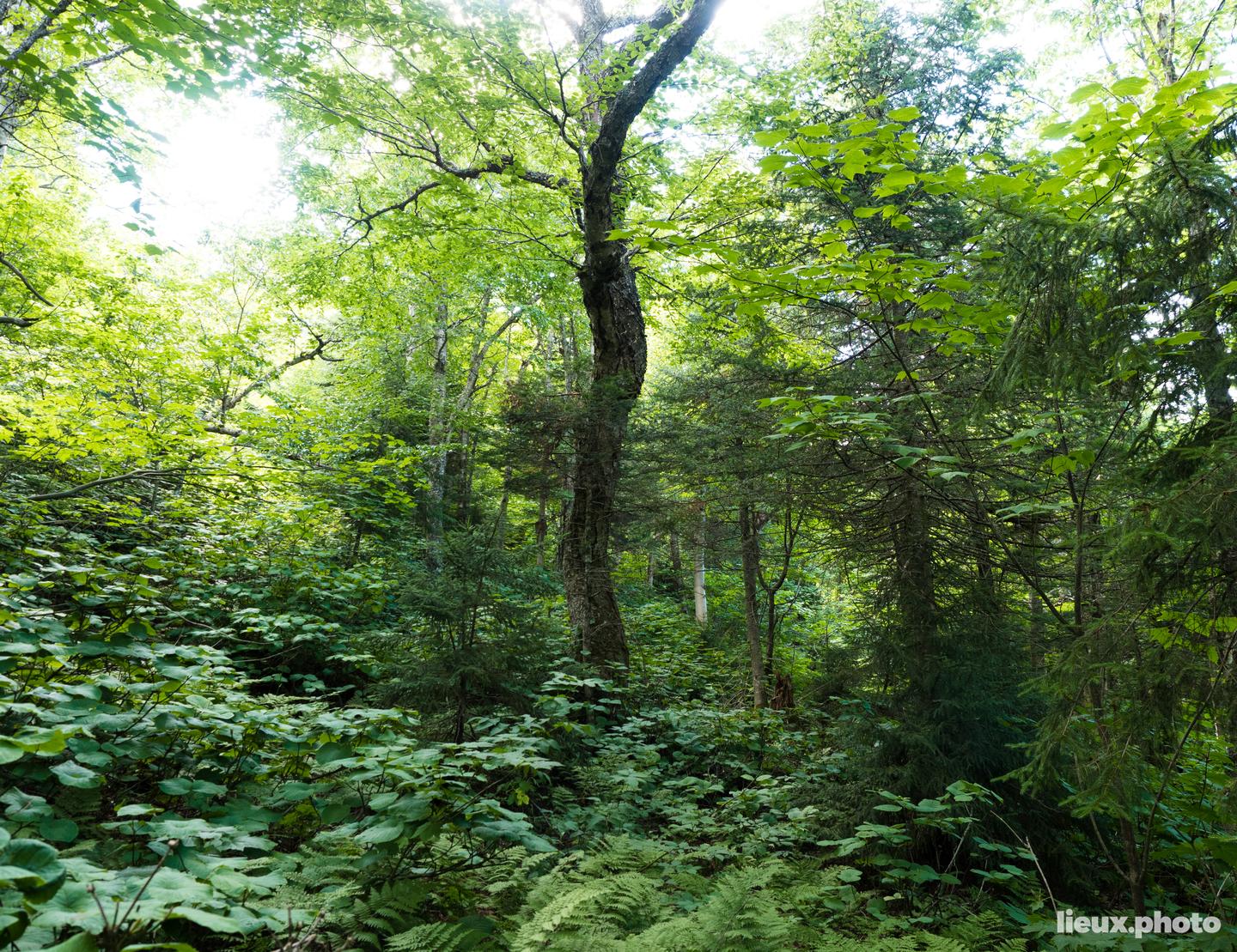 Mont Belvidere | Rando | lieux.photo