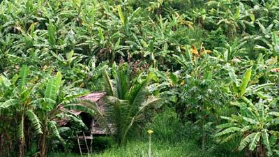 Parue dans : Loei
