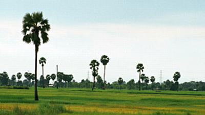 Parue dans : Phitsanulok