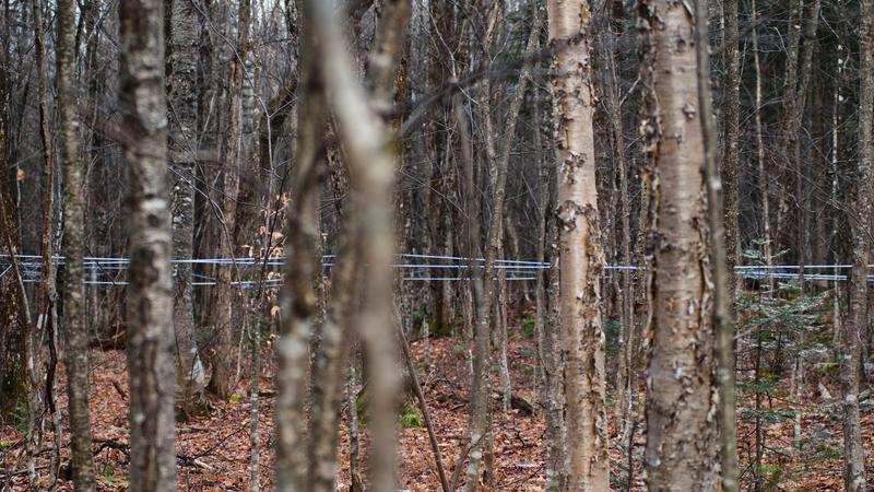 Parue dans : Entre deux saisons