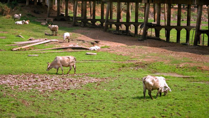 Parue dans : Plateau de Khorat
